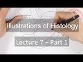 Histology: GI System - Part 1