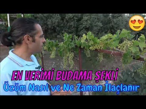 Video: Üzümlerde Gri çiçek Açar: Meyvelerde Ve Yapraklarda. Üzümler Gri Bir çiçekle Kaplıysa Nasıl Işlenir?