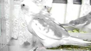MOV02284.AVI