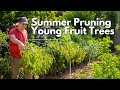 Summer Pruning for Young Fruit Trees