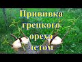 Прививка грецкого ореха летом на маньчжурский, грецкий, прививка взрослого ореха, Walnut Grafting