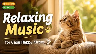 24 HOURS Cat TV for Cats 🐾 Relaxing Music to Keep Your Kitty Calm and Happy screenshot 5