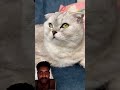 #cat #cat #trending #viral #shorts