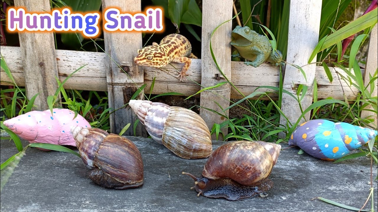 Berburu Bekicot Raksasa, Menemukan Siput Gepeng, Katak, Colorful Snails, Leopard Gecko