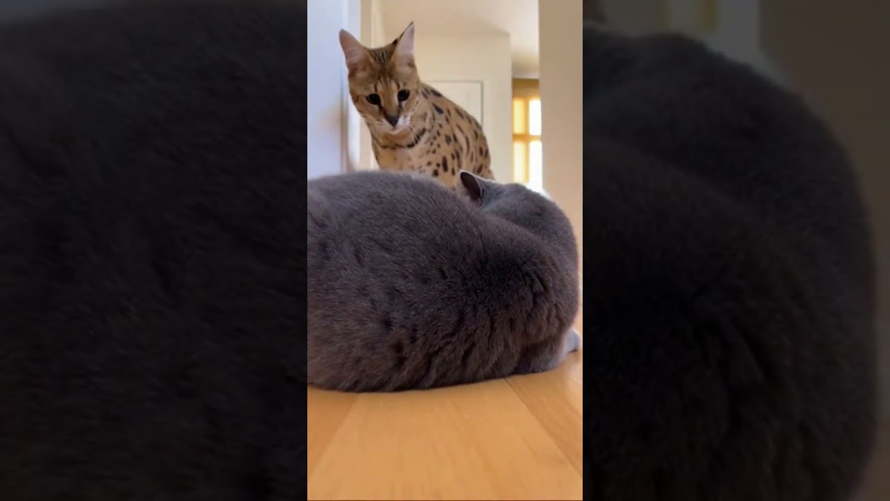 😳🐱 Savannah Mother Shows Absolute Authority