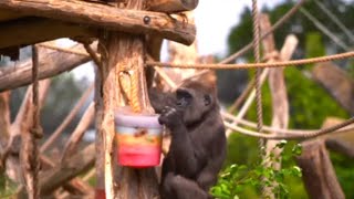 ‘Do we really need this’: Piers Morgan slams London Zoo’s ‘virtual signalling’ animals