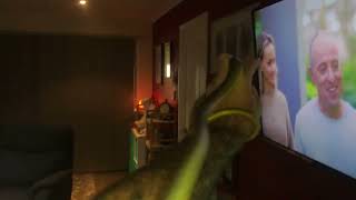 Common Tree Snake in a Lounge Room Wealth