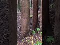 再度ヤマドリに威嚇される奴