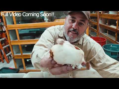 snake oil Happy Easter from Our Prehistoric Pets