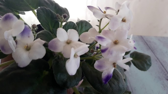 طريقة رعاية | نبات البنفسج الأفريقي في المنزل | African violet - YouTube