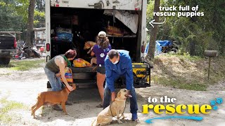 Team rescues a truckload of puppies from hoarding cases | FurEver United Rescue | To The Rescue