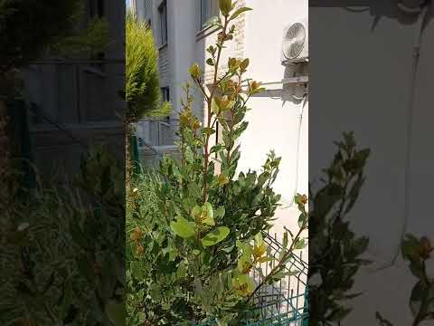 اوراق الغار