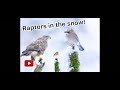 Photographing Raptors in the Snow