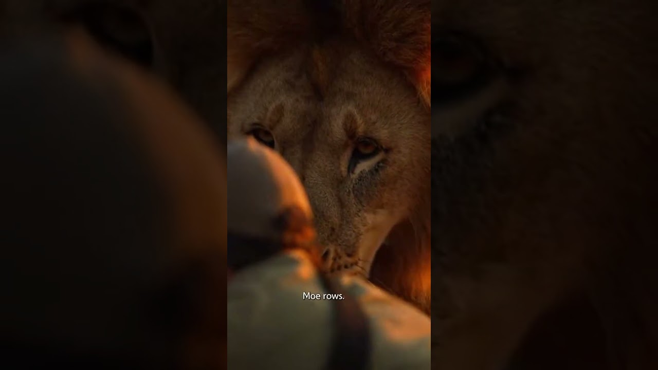 When a Lion Claims His Territory | USA short 