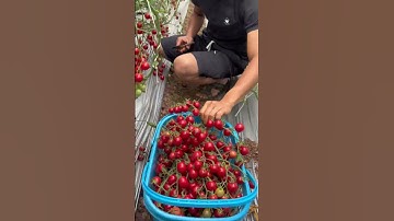 planting tomatoes using scissors #shorts