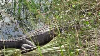 Http://www.miamiscapes.com/everglades-anhinga-trail.html great
wildlife viewing at the anhinga trail everglades national park. this
time saw tons of allig...