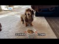 いつもと違うご飯が混ざっていた時の反応がこちらw w w【ミニチュアダックス】【ココグルメ】