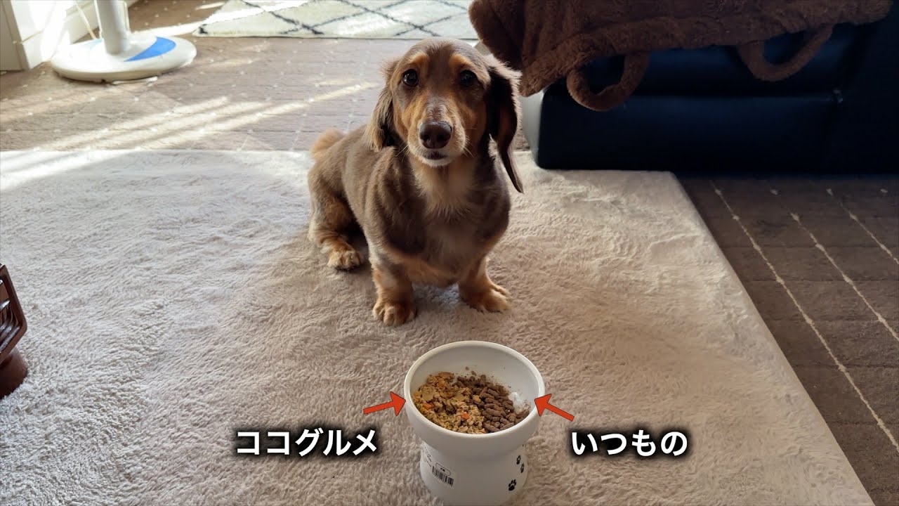 いつもと違うご飯が混ざっていた時の反応がこちらw w w【ミニチュアダックス】【ココグルメ】