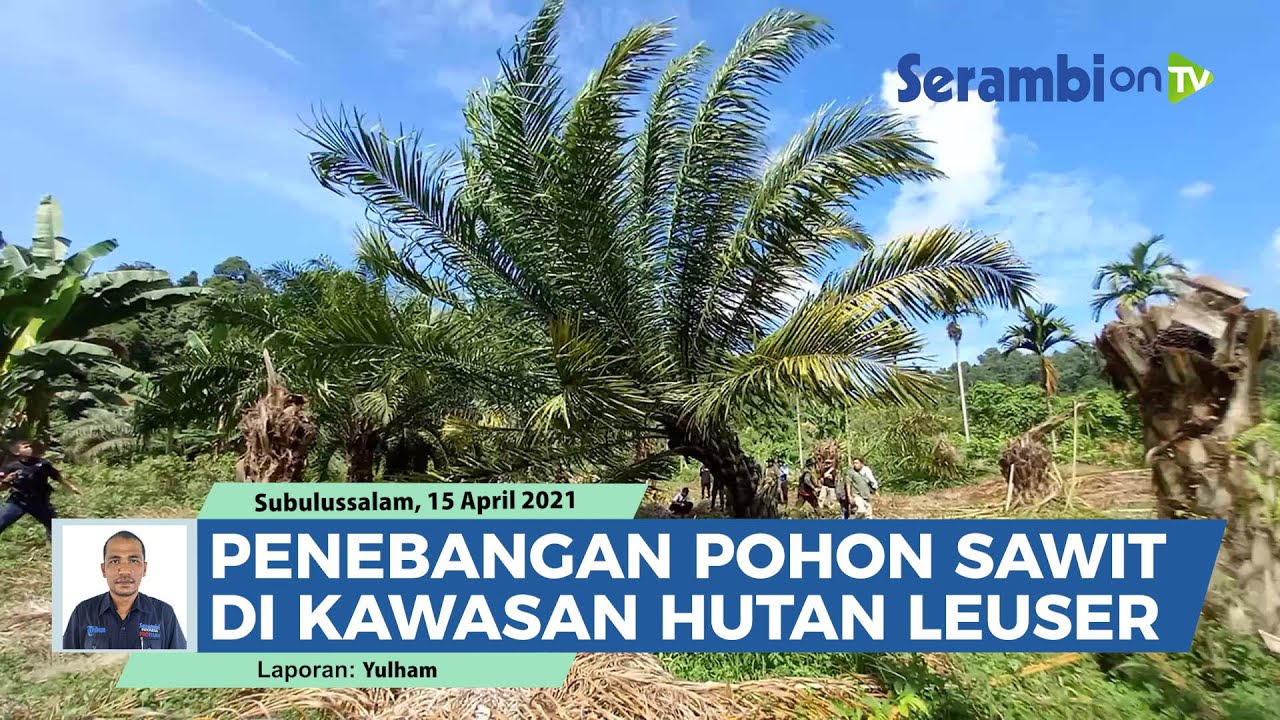 Momen Unik Pecinta Alam Tebang Sawit di Subulussalam, Kabur saat Pohon Tumbang