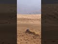 And this is why we call it “dune surfing”… 🏄🔜 #Dakar2027 #DakarInSaudi