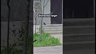 Spec. Ops. #shortvideo #edit #animal #animallife #cat #catvideos