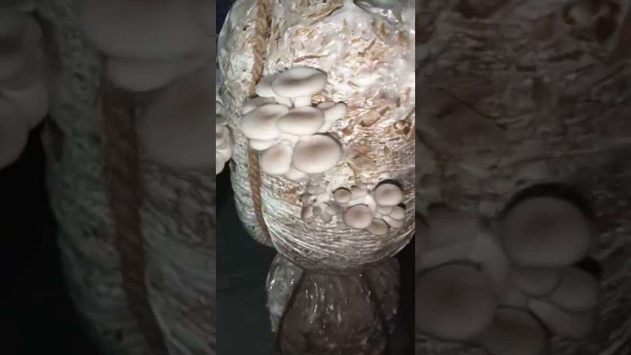 Oyster mushroom Growth 25 Days 