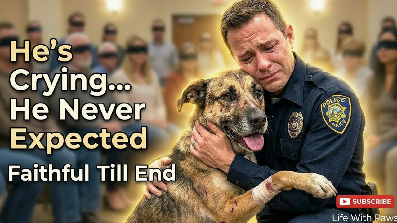 When Dogs Choose Their Humans — Magical  Adoption Moments ❤️🐶  When Dogs Decide Who Their Human Is