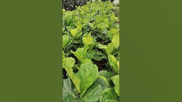 How To Choose  Perfect Garden Tree