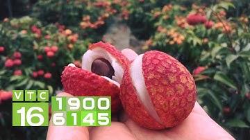 Vải thiều Việt Nam đủ điều kiện xuất khẩu sang Nhật Bản | VTC16