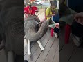 タイではゾウにチップをあげます #ゾウ #チップ #タイ旅行