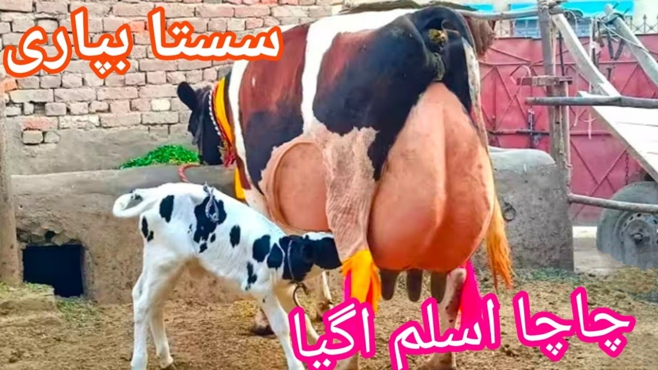Cholistani friesian cross cow for sale//03198651951/ on YouTube Ju 17,2025