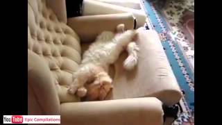 youtube video divertenti gratis gatti divertenti 17