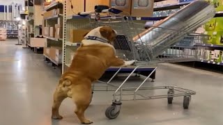 Hilarious Bulldog Tries To Go Shopping For Home Supplies