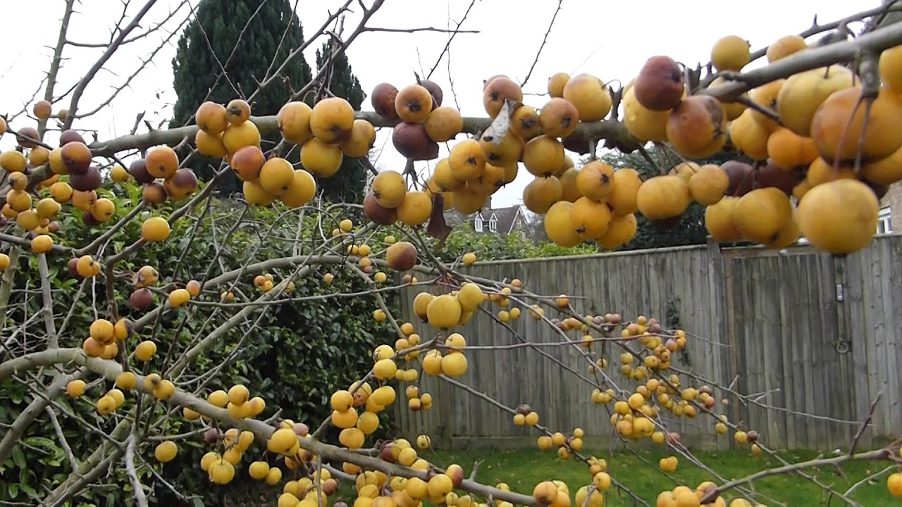 Crabapples - Malus sylvestris - Skrautepli -  Eplatré - Ávaxtatré - Garðtré - Garðyrkja