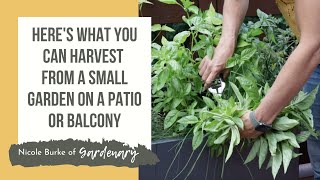 Heres What You Can Harvest from a Small Garden on a Patio or Balcony