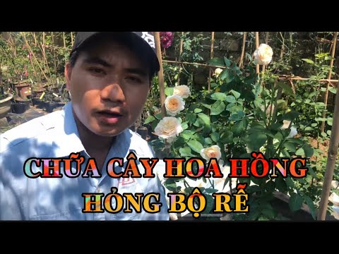 Video: Trồng Hoa Hồng Bằng Bộ Rễ Kín