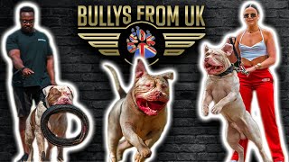 American Bully Link Up at Crystal Palace Park, London | Bully's From UK