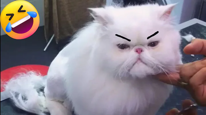 Watch the video about FUNNIEST Cats Ever Hilarious Cat Videos