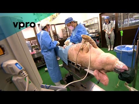 Video: In Japan, In 5-10 Years, Human Organs Will Be Grown In The Bodies Of Pigs - Alternative View