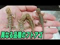 産まれたてフトアゴベビーをモルフ別に仕分！ 爬虫類