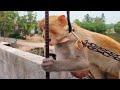 Monkey vs Goat 🐐🐒😱