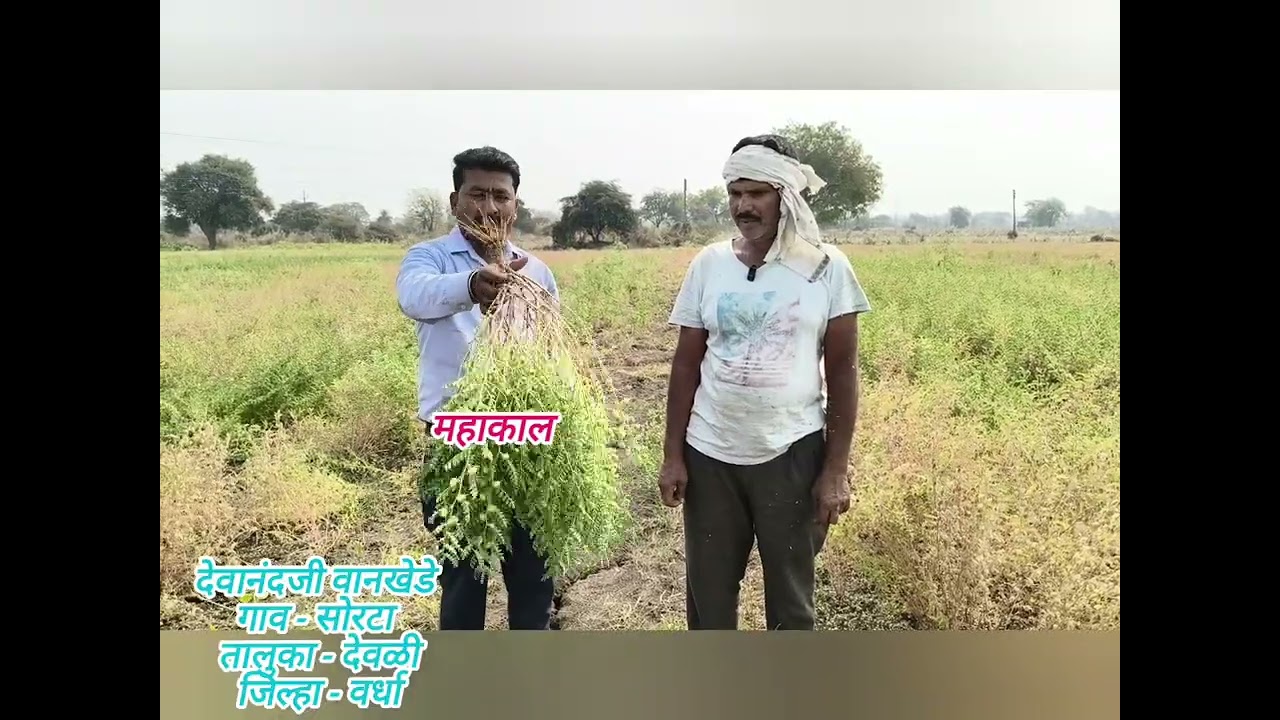 महाकाल चणा उत्पन्न अधिक देणार वाण,#virla #चणा #शेतकरी #हरबरा #रिसर्च #ब्रँड #किसान #शेतीमाहिती 