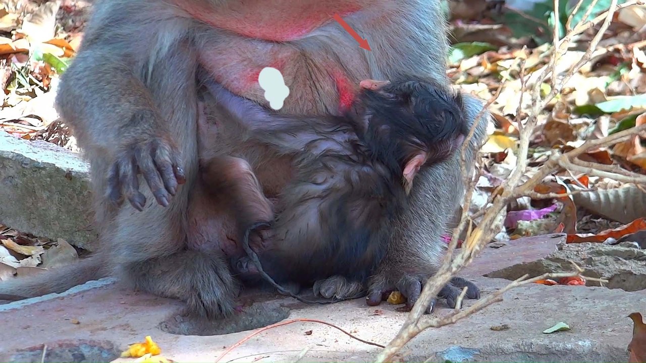 The newborn monkey looks weak and has not yet drunk its mother's milk.