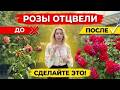 как добиться повторного цветения роз? Лучшая подкормка