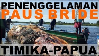 Penenggelaman Paus Bride, Timika, Papua Penenggelaman Paus Bride, Timika, Papua