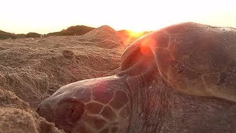 Sargasso Sea turtles threatened by ‘extreme concentrations’ of microplastic