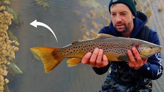 HUGE Brown Trout | Trout Lures & Techniques in Australia