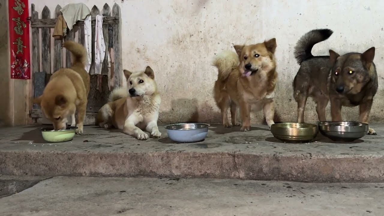 Daily Life With Dogs Part 2 II #dog #free #funny #love #fyp #friends #love