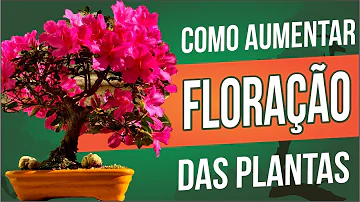 Qual adubo para floração das plantas?