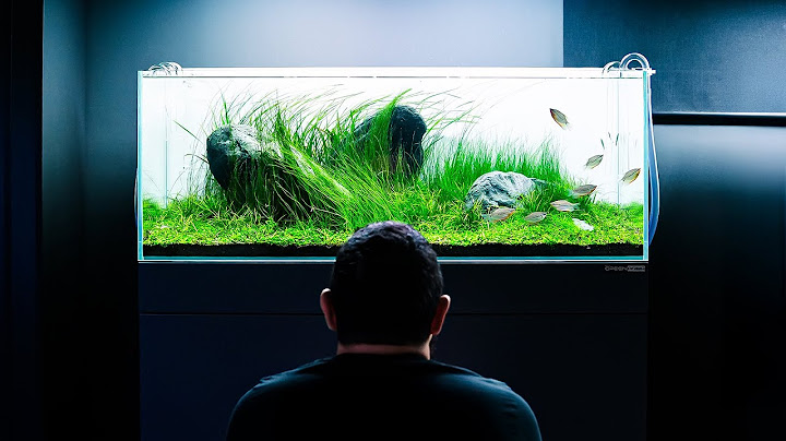 I Built My Dream Aquarium...